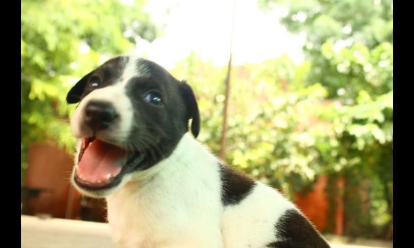 Cutest puppy rescued with injured mom at Animal Aid, India