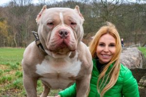 DANGEROUS OR GOOD PETS? THE AMERICAN BULLY DOG