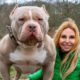 DANGEROUS OR GOOD PETS? THE AMERICAN BULLY DOG