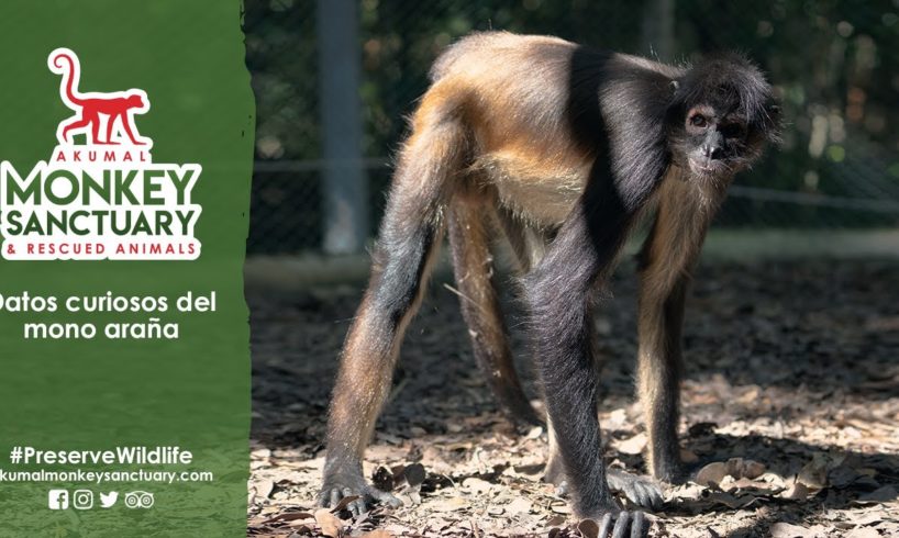 DATOS CURIOSOS DEL MONO ARAÑA | AKUMAL MONKEY SANCTUARY & RESCUED ANIMALS