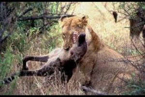 Deadly Fights Animals! Lions vs Hyenas - Animal attacks