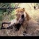 Deadly Fights Animals! Lions vs Hyenas - Animal attacks