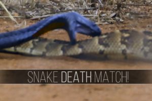 Deadly Snake Fight!