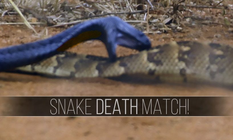 Deadly Snake Fight!