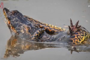 Death Match! Wildlife Photographer Captures Gruesome Fight Between Anaconda & Croc Relative!