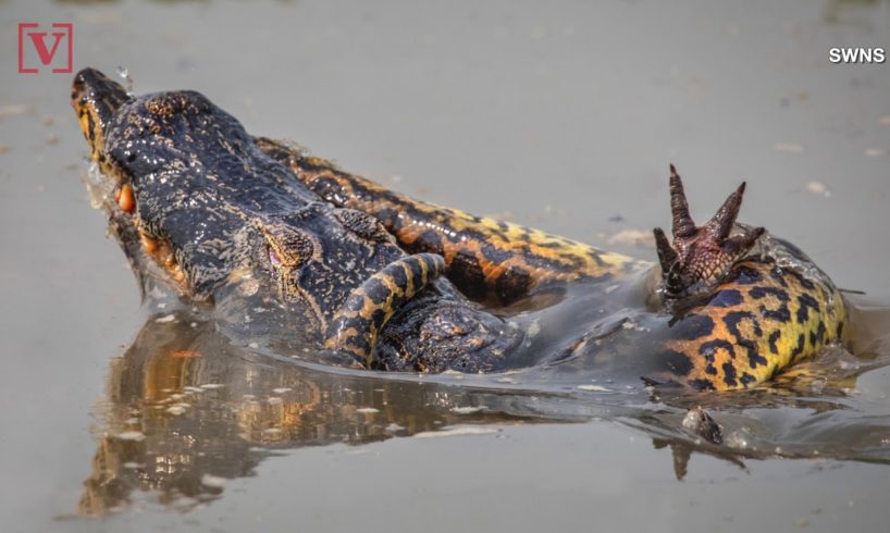 Death Match! Wildlife Photographer Captures Gruesome Fight Between Anaconda & Croc Relative!