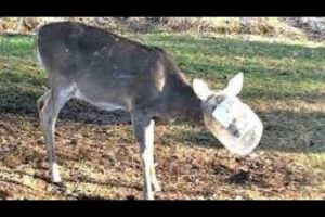 Deer Rescued After Spotted With Something Stuck On Its Head