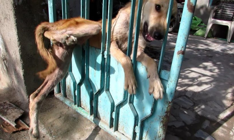 Desperate for help, trapped dog freed from gate