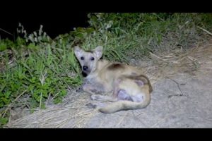 Dog Abandoned on a Busy Road Gets Rescued