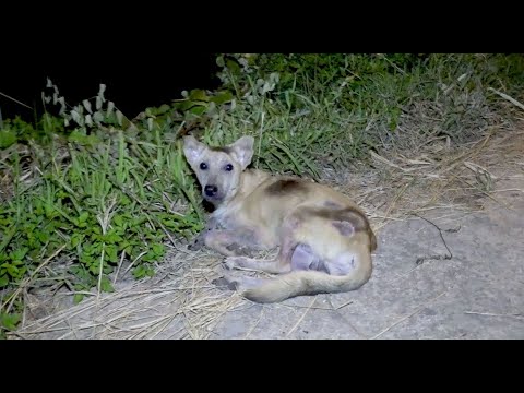 Dog Abandoned on a Busy Road Gets Rescued