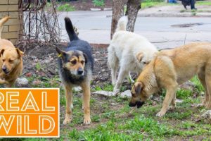 Dog Eat Dog World [Dog Rescue Documentary] | Real Wild