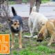 Dog Eat Dog World [Dog Rescue Documentary] | Real Wild