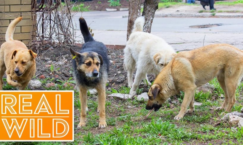 Dog Eat Dog World [Dog Rescue Documentary] | Real Wild