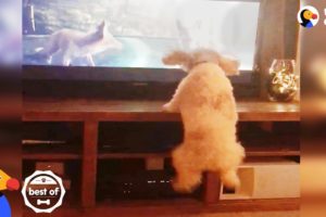 Dog Jumps With Animals On TV + Funny & Cute Videos April 2018 | The Dodo Best Of