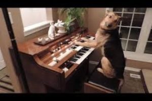 Dog PLAYING THE PIANO | Funny Dog & Funny Animals