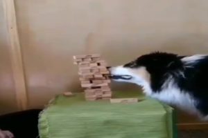 Dog Playing Jenga with Owner | Funny Animals 2019