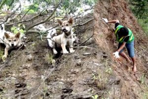Dog Rescued After Falling Over Cliff - The most inspiring animal rescue story