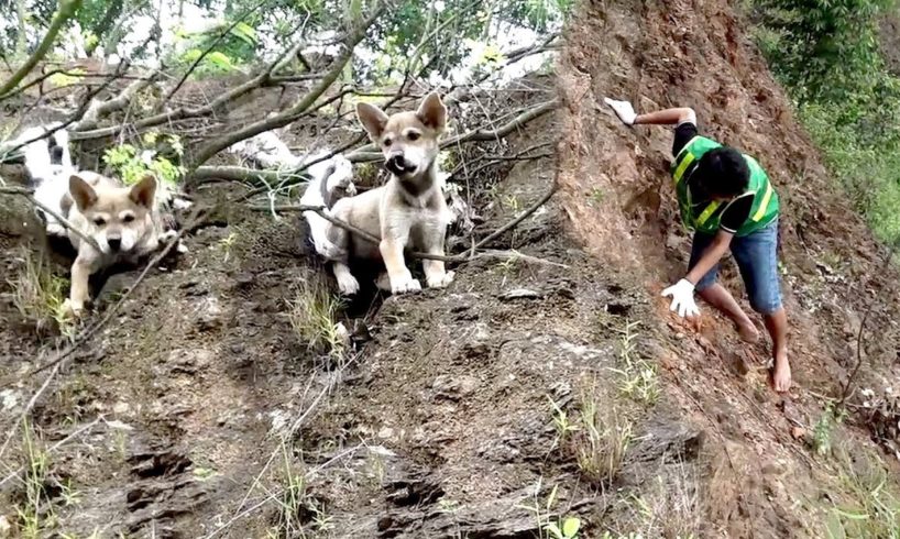 Dog Rescued After Falling Over Cliff - The most inspiring animal rescue story