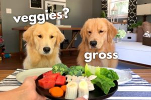 Dog Reviews Food With Girlfriend | Tucker Taste Test 12