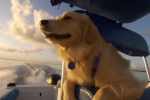 Dog Swims with Dolphins | Animals Friendships | Love Nature