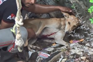 Dog with laceration waits patiently in well for rescuers