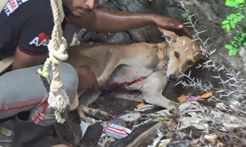 Dog with laceration waits patiently in well for rescuers