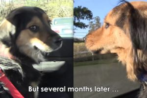 Dogs Reunited One Year After Their Rescue | PETA Animal Rescues