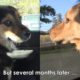 Dogs Reunited One Year After Their Rescue | PETA Animal Rescues