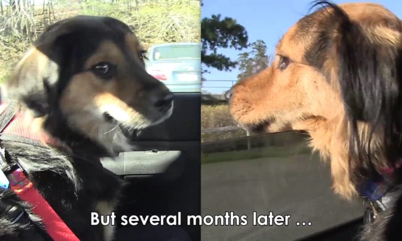 Dogs Reunited One Year After Their Rescue | PETA Animal Rescues