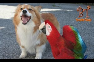 Dogs and parrots playing - Compilation 2