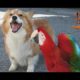 Dogs and parrots playing - Compilation 2