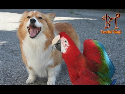 Dogs and parrots playing - Compilation 2