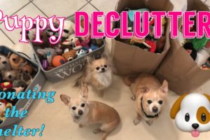 Donating to an Animal Rescue | DECLUTTER & DONATE | Dog Toy Edition