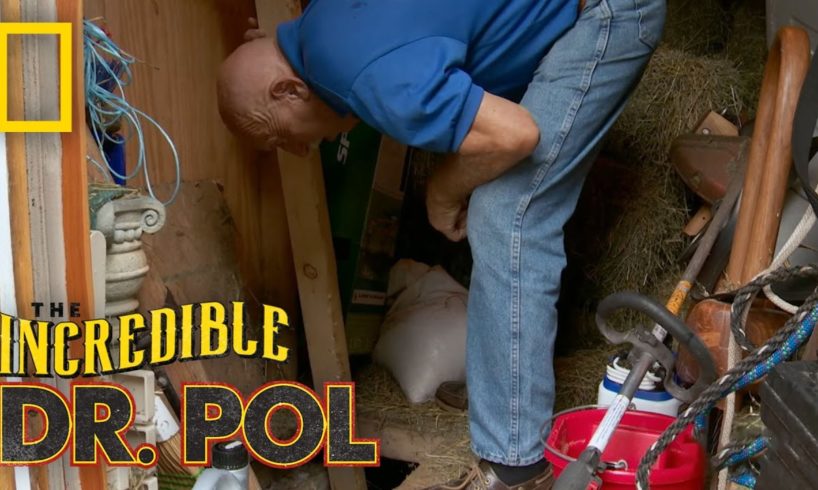 Dr. Pol Rescues a Kitten | The Incredible Dr. Pol