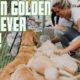 ELEVEN GOLDEN RETRIEVER PUPPIES | CUTEST PHOTOSHOOT EVER | FIRST VIDEOGRAPHY JOB