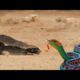 EXTREME CRAZY ANIMAL FIGHTS : Ferret vs Cobras vs Snake vs Bird vs Squirrel vs Mongoose
