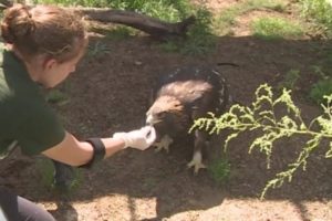 Eagle Brought To Stanislaus Animal Rescue Center