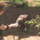 Eagle Brought To Stanislaus Animal Rescue Center