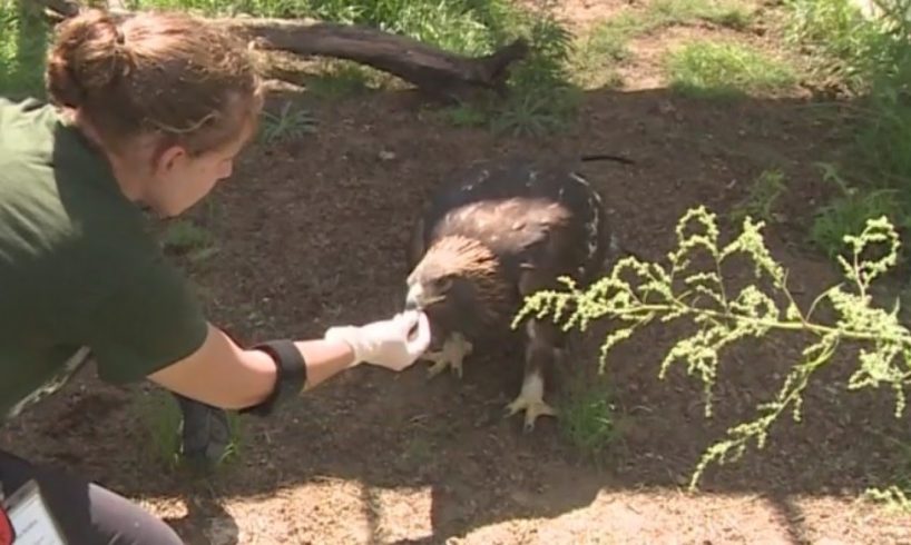 Eagle Brought To Stanislaus Animal Rescue Center
