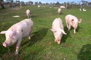 Eight Pigs Rescued After Lifetime of Torture | PETA Animal Rescues