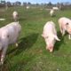 Eight Pigs Rescued After Lifetime of Torture | PETA Animal Rescues