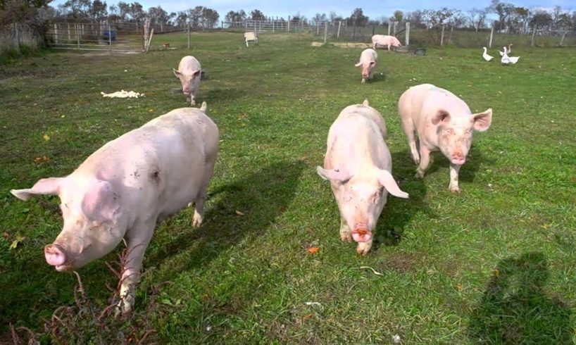 Eight Pigs Rescued After Lifetime of Torture | PETA Animal Rescues