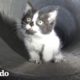 El gatito más adorable queda atrapado en una alcantarilla | El Dodo