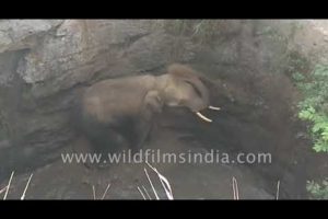 Elephant saved from well : successful animal rescue on 10th November 2018