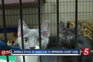 Emergency Shelter Spends $350K Taking Care Of Rescued Animals