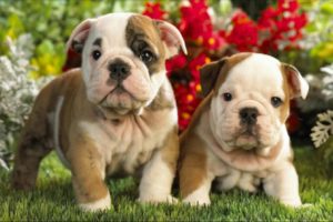 English Bulldog Puppies cute pet bulldogs cutest Bulldog Puppy Compilation British Bull Dogs Pups