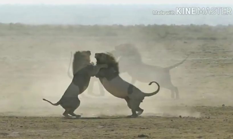 Epic 2 Male lions fighting to death (Aug 2017)