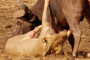 Epic Battle Between Lions and Bull | The Hunt | BBC Earth