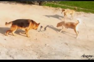 Epic Battle Dogs vs Snake   Craziest Fights   Most Amazing Wild Animal Fights