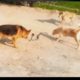 Epic Battle Dogs vs Snake   Craziest Fights   Most Amazing Wild Animal Fights
